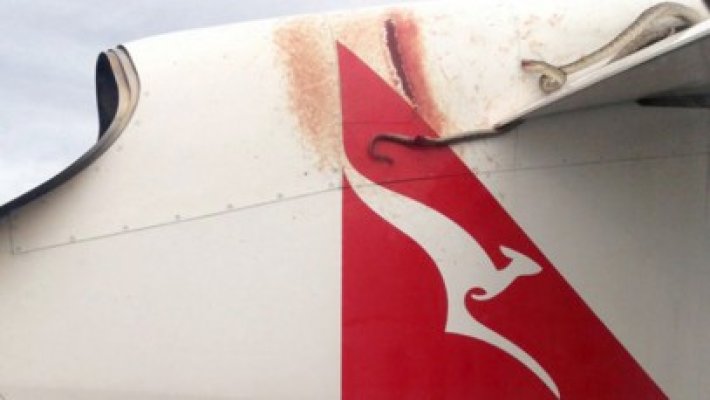 Un piton australian a călătorit pe aripa unui avion